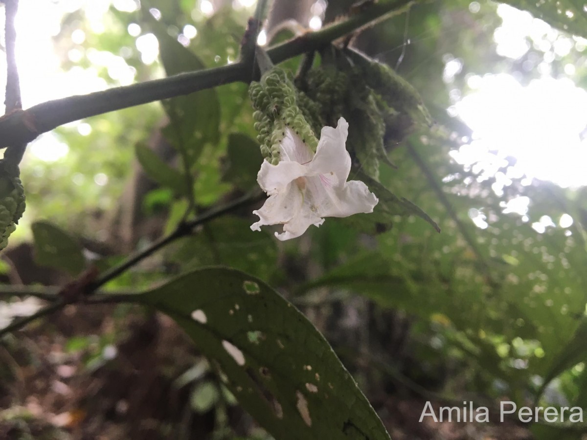 Strobilanthes thwaitesii T.Anderson